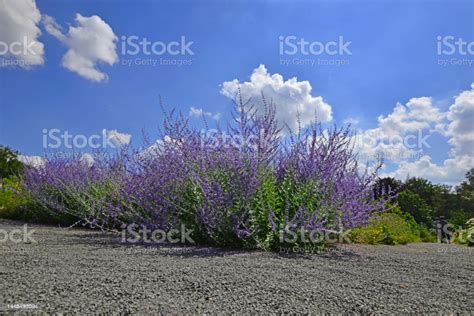 Blooming Purple Flower Clump Of Perovskia Atriplicifolia Stock Photo