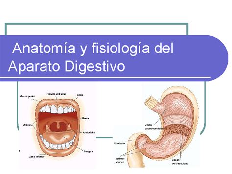 Anatom A Y Fisiolog A Del Aparato Digestivo Monografias