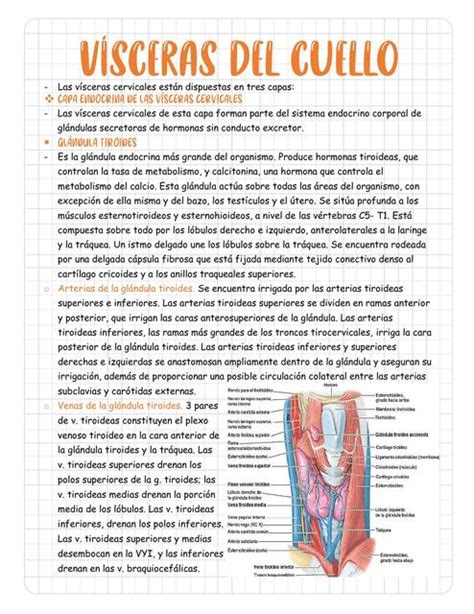 VISCERAS DEL CUELLO Jeffrey Ariel Loayza Baldellon UDocz