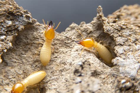 Spring Pest Control Termite Identification Aaa Exterminating