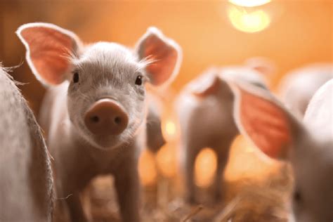 National Pork Producers Council Announces Policy Priorities During World Pork Expo Michigan Ag