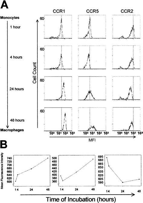 Cell Surface Expression Of Ccr1 Ccr5 And Ccr2 During Differentiation