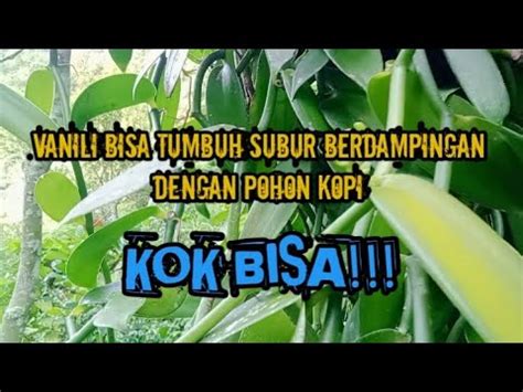 Vanili Bisa Tumbuh Subur Berdampingan Dengan Pohon Kopi KOK BISA