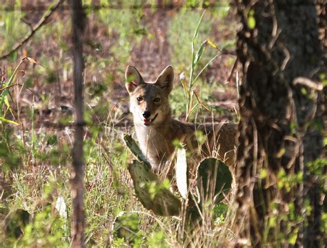 See a coyote or a bear in the greater Seattle area? Report it to
