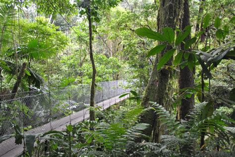 Arenal Hanging Bridges Half Day Tour From La Fortuna Getyourguide