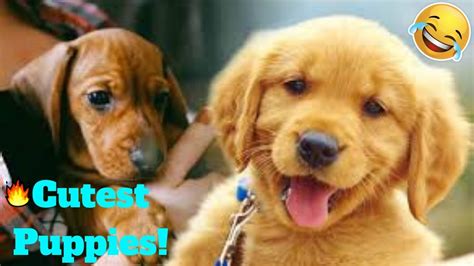 💥cutest Puppies Playing Around Viral Weekly😂🙃💥 Of 2019 Funny Animal