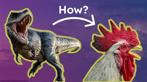 How Dinosaurs Evolved Into Chickens Scientific Explanation Youtube