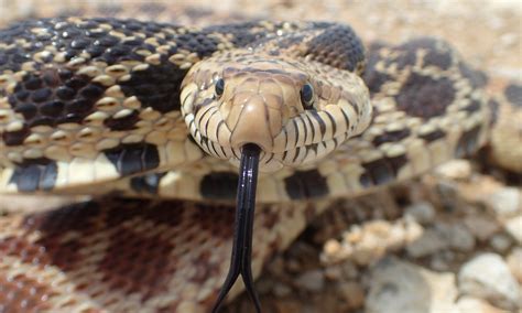 Why Snakes Slither Mutation In The Creatures Dna Caused It To Lose