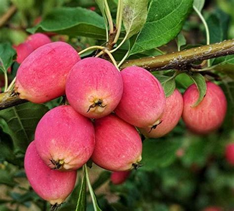 Crabapples Guide: Are They Safe to Eat? What Can you do With Them?