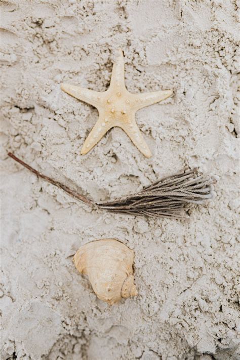 Starfish Wallpaper Photos, Download The BEST Free Starfish Wallpaper ...