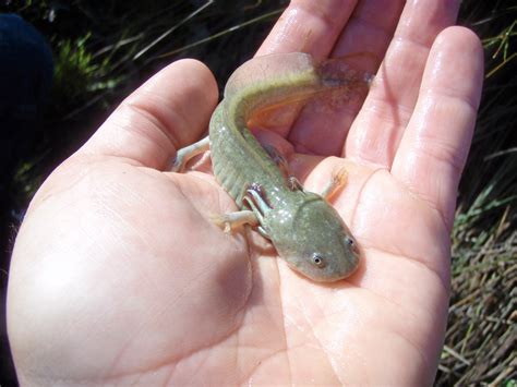 Baby Tiger Salamander