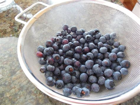 We have four blueberry bushes. Behold, our bountiful harvest! : r/gardening