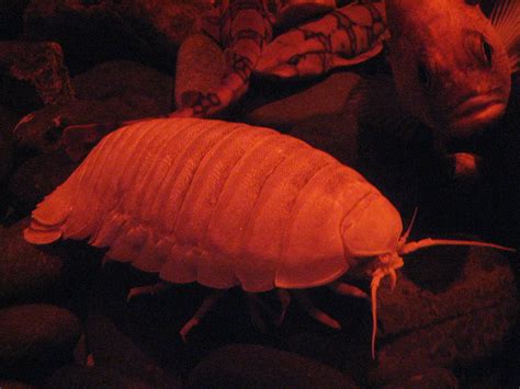 Giant Isopod Giant Isopods Bathynomus Giganteus Live In Flickr