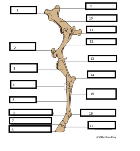 Equine Hind Limb Flashcards Quizlet