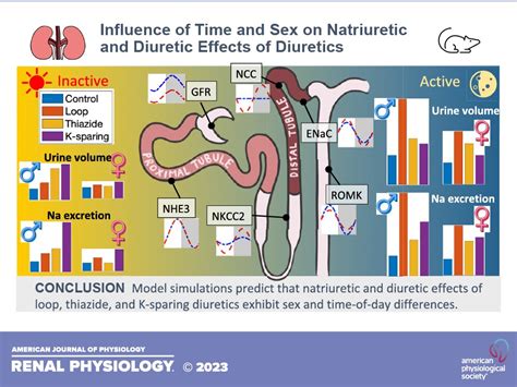 Diuretics Work Differently According To Biological Sex And Time Of