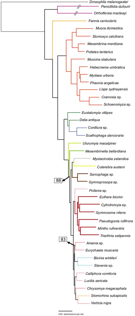 Phylogram From ML Analysis Denoting A Rapid Radiation Within The