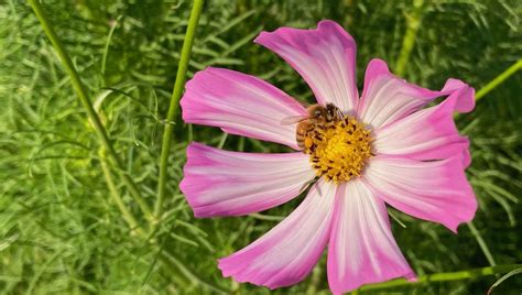 Solstizio d estate la città amica di fiori e api negli Orti botanici