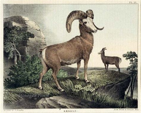 Argali Sheep - Stonegate Rare Antique Prints