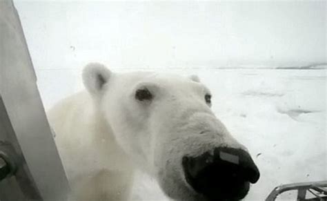 Spectacular Polar Bear Attack (15 pics)