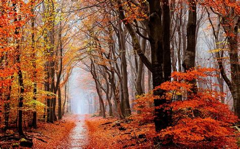 Wallpaper X Px Fall Forest Landscape Leaves Mist Nature