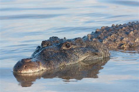 Discover Who Wins in a Fight Between a Crocodile and a Shark