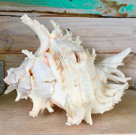 Pacific Ramosa Murex Conch Spiky Shell Seashell Coastal Decor Etsy