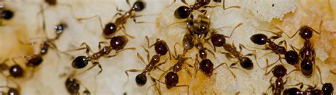 Argentine Ant Identification Prevention And Control Information