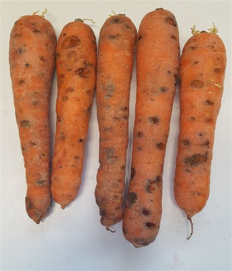 Cavity Spot Carrots Ahdb