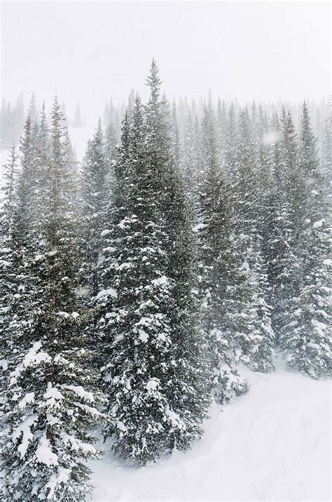 "Snow Falling On Pine Trees In Winter" by Stocksy Contributor "Angela ...