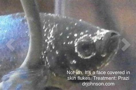 A Betta Face Covered In Flukes Dr Erik Johnson Veterinarian