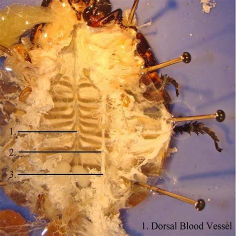 Ventral View Of Male Madagascar Hissing Cockroach Internal Anatomy With