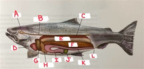 Biology Ch 18 Ectothermic Vertebrates Diagrams Flashcards Quizlet