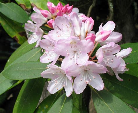 Using Georgia Native Plants: Great Laurel - Rhododendron maximum