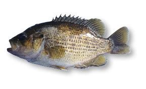 Freshwater Fish Identification - Washington Fishing | eRegulations