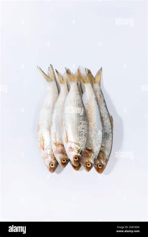 gizzard shad fish Stock Photo - Alamy