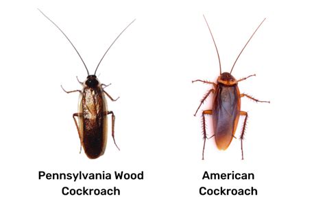 How To Identify and Get Rid of Pennsylvania Wood Cockroaches - Pest ...