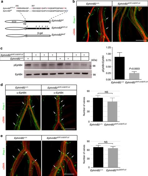 Ephb4 Activation Rescues Lymphatic Valve Defects In Ephrinb2 Mutants Download Scientific