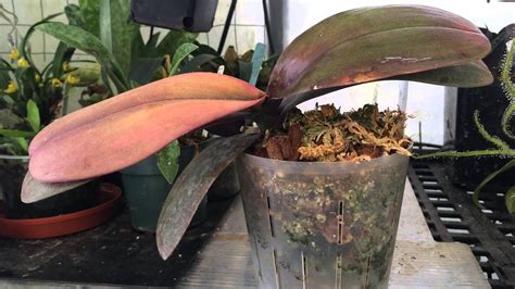 Orchid Problems Phalaenopsis Orchid With Crown Rot Saved