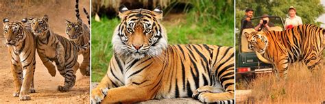 Ranthambore Jungle Safari Booking, Online Safari Booking Ranthambore ...