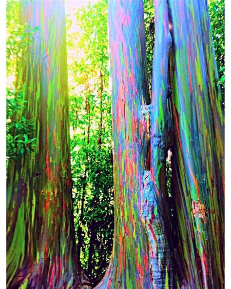 Rainbow Eucalyptus Trees In Hana Maui The Phenomenon Is Caused By Patches Of Bark Peeling Off