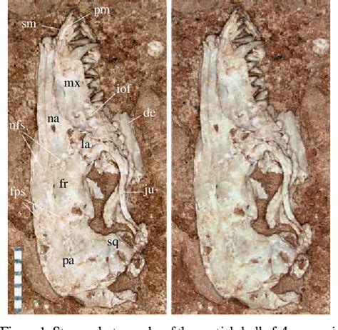 Figure 1 from New basal eutherian mammal from the Early Cretaceous ...