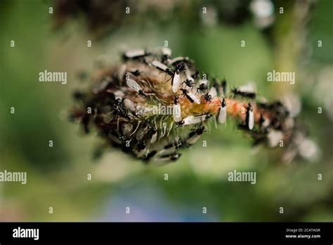 Flying ants swarm hi-res stock photography and images - Alamy