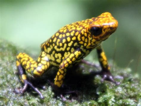 Dart Frog O Histrionica Red Head Small Oophaga Histrionica CITES