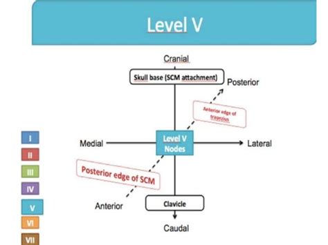 Levels Of Cervical Nodes Ppt