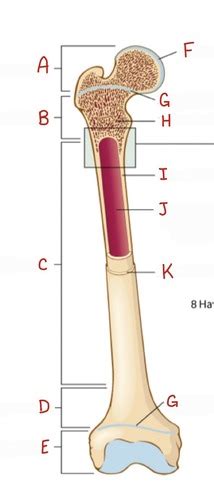 Anatomy Physiology Test 2 Flashcards Quizlet