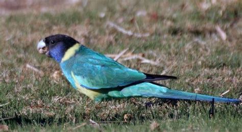 Australian Ringneck - Habitat Subspecies Breeding Diet Distribution