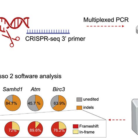 Multiplexed PCR Based Assessment Of CRISPR Cas9 Introduced Gene Edits