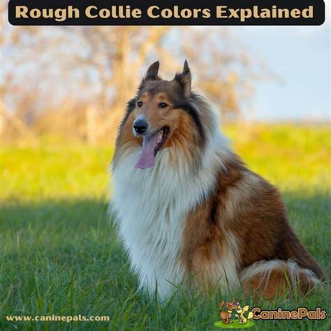 Smooth and Rough Collie Colors Explained in Detail - Canine Pals