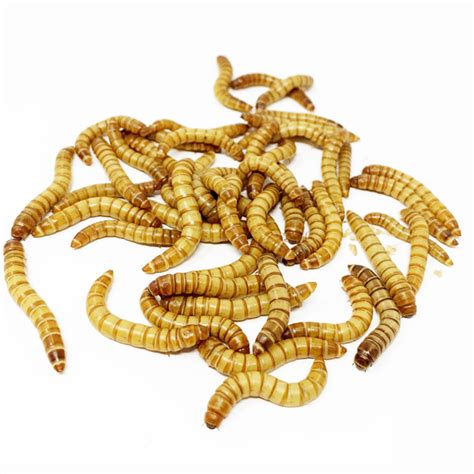 Buy Live Giant Mealworms Quality Feeder Insects For Reptiles Birds