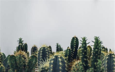 C Mo Plantar Cactus Siembra Cultivo Y Cuidados Tropical Invernaderos